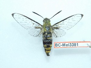  ( - BC-Mel3381)  @11 [ ] Copyright (2018) Sphingidae Museum-Czech republic Ekologicke centrum Orlov o.p.s.