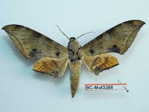  ( - BC-Mel3388)  @13 [ ] Copyright (2018) Sphingidae Museum-Czech republic Ekologicke centrum Orlov o.p.s.