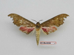  ( - BC-Mel3538)  @13 [ ] Copyright (2019) Sphingidae Museum-Czech republic Ekologicke centrum Orlov o.p.s.