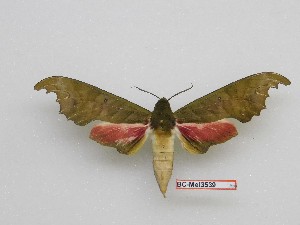  ( - BC-Mel3539)  @13 [ ] Copyright (2019) Sphingidae Museum-Czech republic Ekologicke centrum Orlov o.p.s.