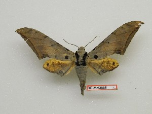  ( - BC-Mel3556)  @11 [ ] Copyright (2019) Sphingidae Museum-Czech republic Ekologicke centrum Orlov o.p.s.