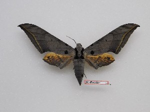  ( - BC-Mel3561)  @11 [ ] Copyright (2019) Sphingidae Museum-Czech republic Ekologicke centrum Orlov o.p.s.