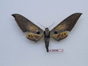  ( - BC-Mel3562)  @11 [ ] Copyright (2019) Sphingidae Museum-Czech republic Ekologicke centrum Orlov o.p.s.