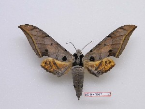  ( - BC-Mel3567)  @11 [ ] Copyright (2019) Sphingidae Museum-Czech republic Ekologicke centrum Orlov o.p.s.