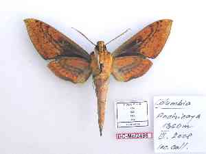  ( - BC-Mel2496)  @11 [ ] Copyright (2020) Unspecified Sphingidae Museum, Czech Republic