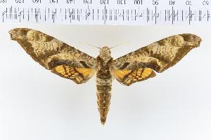  (Protambulyx fasciatus - VAG-188.1)  @13 [ ] Copyright (2010) Thierry Vaglia Research Collection of Thierry Vaglia