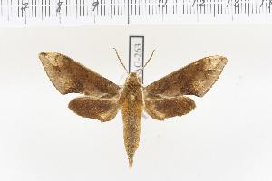  (Rhagastis binoculata - VAG-263)  @14 [ ] Copyright (2010) Thierry Vaglia Research Collection of Thierry Vaglia