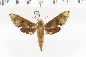  (Rhagastis albomarginatus dichroae - VAG-265)  @14 [ ] Copyright (2010) Thierry Vaglia Research Collection of Thierry Vaglia