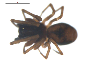  ( - BIOUG00628-A12)  @12 [ ] CC-0  G. Blagoev 2010 Unspecified