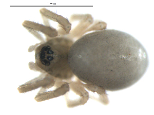  ( - BIOUG00632-A09)  @12 [ ] CC-0  G. Blagoev 2010 Unspecified