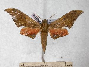  (Orecta acuminata - BC-EMEM0131)  @12 [ ] Copyright (2010) Ulf Eitschberger Research Collection of Ulf Eitschberger