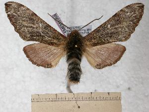  (Pentateucha curiosa - BC-EMEM0369)  @14 [ ] Copyright (2010) Ulf Eitschberger Research Collection of Ulf Eitschberger
