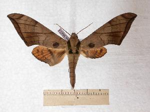  (Ambulyx ceramensis - BC-EMEM0634)  @13 [ ] Copyright (2010) Ulf Eitschberger Research Collection of Ulf Eitschberger