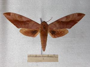  ( - BC-EMEM0747)  @13 [ ] Copyright (2010) Ulf Eitschberger Research Collection of Ulf Eitschberger