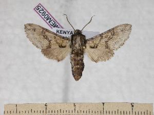  (Praedora leucophaea - BC-EMEM0925)  @14 [ ] Copyright (2010) Ulf Eitschberger Research Collection of Ulf Eitschberger