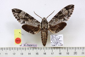  ( - BC-EMEM1523)  @13 [ ] Copyright (2010) Ulf Eitschberger Research Collection of Ulf Eitschberger