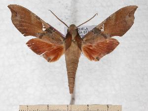  ( - BC-EMEM1028)  @13 [ ] Copyright (2010) Ulf Eitschberger Research Collection of Ulf Eitschberger