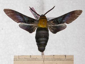  (Sataspes tagalica - BC-EMEM1153)  @14 [ ] Copyright (2010) Ulf Eitschberger Research Collection of Ulf Eitschberger