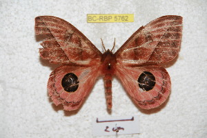  ( - BC-RBP 5762)  @13 [ ] Copyright (2010) Ron Brechlin Research Collection of Ron Brechlin