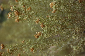  (Pentzia elegans - Magee192)  @11 [ ] Copyright (2013) Anthony Magee SANBI