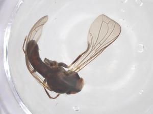  ( - BIOUG03495-G06)  @11 [ ] CreativeCommons - Attribution Share - Alike (2025) Centre for Biodiversity Genomics Centre for Biodiversity Genomics