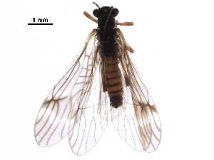  ( - BIOUG03505-A02)  @11 [ ] CreativeCommons - Attribution (2018) CBG Photography Group Centre for Biodiversity Genomics