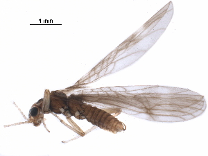  ( - BIOUG03505-A03)  @11 [ ] CreativeCommons - Attribution (2018) CBG Photography Group Centre for Biodiversity Genomics