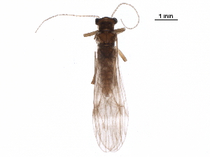  ( - BIOUG03505-A06)  @11 [ ] CreativeCommons - Attribution (2018) CBG Photography Group Centre for Biodiversity Genomics