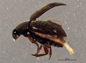 (Colon hubbardi - BIOUG03521-A03)  @14 [ ] CreativeCommons - Attribution (2013) CBG Photography Group Centre for Biodiversity Genomics