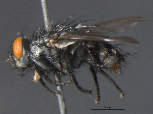  ( - BIOUG03527-H05)  @13 [ ] CreativeCommons - Attribution (2012) CBG Photography Group Centre for Biodiversity Genomics