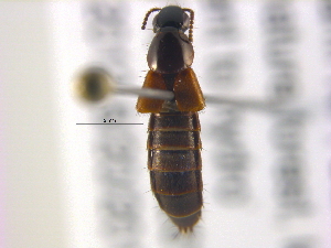  (Quedius breviceps - BIOUG04122-H11)  @14 [ ] CreativeCommons - Attribution (2012) CBG Photography Group Centre for Biodiversity Genomics