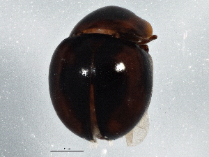  ( - BIOUG03521-F01)  @13 [ ] CreativeCommons - Attribution (2013) CBG Photography Group Centre for Biodiversity Genomics