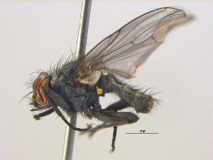  ( - BIOUG04063-C09)  @13 [ ] CreativeCommons - Attribution (2012) CBG Photography Group Centre for Biodiversity Genomics