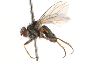  (Lispocephala varians - BIOUG04063-E01)  @15 [ ] CreativeCommons - Attribution (2015) CBG Photography Group Centre for Biodiversity Genomics