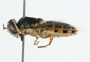  (Odontomyia arcuata group - BIOUG04856-A02)  @14 [ ] CreativeCommons - Attribution (2014) CBG Photography Group Centre for Biodiversity Genomics