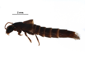  ( - BIOUG06159-A09)  @13 [ ] CreativeCommons - Attribution (2017) CBG Photography Group Centre for Biodiversity Genomics