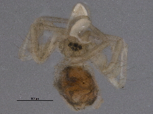  ( - BIOUG06190-A09)  @12 [ ] CreativeCommons - Attribution (2014) CBG Photography Group Centre for Biodiversity Genomics