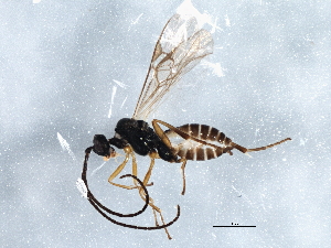  ( - BIOUG06140-B01)  @13 [ ] CreativeCommons - Attribution (2014) CBG Photography Group Centre for Biodiversity Genomics