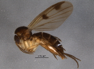  ( - BIOUG06468-G01)  @13 [ ] CreativeCommons - Attribution (2014) CBG Photography Group Centre for Biodiversity Genomics