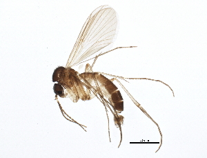  (Anatella setigera - BIOUG06559-A02)  @14 [ ] CreativeCommons - Attribution (2014) CBG Photography Group Centre for Biodiversity Genomics