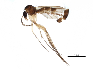  ( - BIOUG06561-B09)  @11 [ ] CreativeCommons - Attribution (2015) CBG Photography Group Centre for Biodiversity Genomics