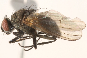 ( - BIOUG06563-F09)  @15 [ ] CreativeCommons - Attribution (2015) CBG Photography Group Centre for Biodiversity Genomics