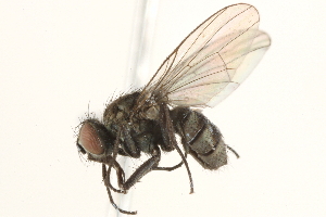  ( - BIOUG06563-G10)  @15 [ ] CreativeCommons - Attribution (2015) CBG Photography Group Centre for Biodiversity Genomics