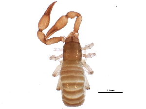  (Microbisium brevifemoratum - BIOUG06861-B12)  @14 [ ] CreativeCommons - Attribution (2014) CBG Photography Group Centre for Biodiversity Genomics