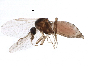  (Culicoides stilobezzioides - BIOUG25052-G04)  @15 [ ] CreativeCommons - Attribution (2016) CBG Photography Group Centre for Biodiversity Genomics