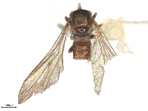  ( - BIOUG12881-D02)  @11 [ ] CreativeCommons - Attribution Share - Alike (2025) CBG Photography Group Centre for Biodiversity Genomics