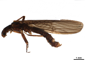  ( - BIOUG12900-C03)  @11 [ ] CreativeCommons - Attribution (2019) CBG Photography Group Centre for Biodiversity Genomics