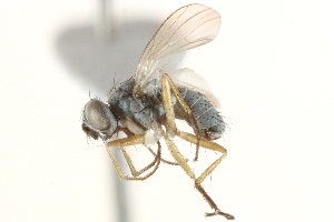  ( - BIOUG13410-D06)  @15 [ ] CreativeCommons - Attribution (2015) CBG Photography Group Centre for Biodiversity Genomics