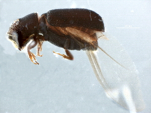  (Pityophthorus biovalis - BIOUG13561-A07)  @13 [ ] CreativeCommons - Attribution (2015) CBG Photography Group Centre for Biodiversity Genomics