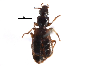  (Cymindis neglecta - BIOUG13564-B06)  @15 [ ] CreativeCommons - Attribution (2016) CBG Photography Group Centre for Biodiversity Genomics